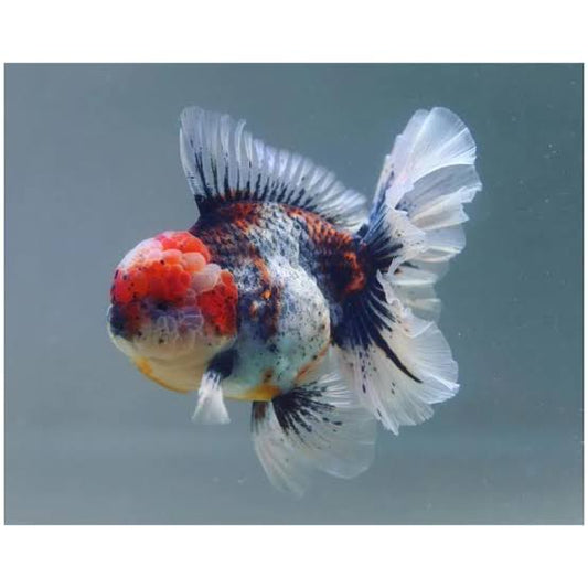 Oranda XXL lionhead