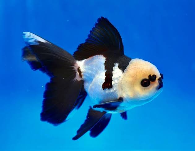 Blue Raspberry Gold Fish Goldfish – RSB AQUATICS