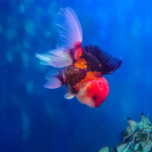 Oranda Gold Fish (Fire-Sale)