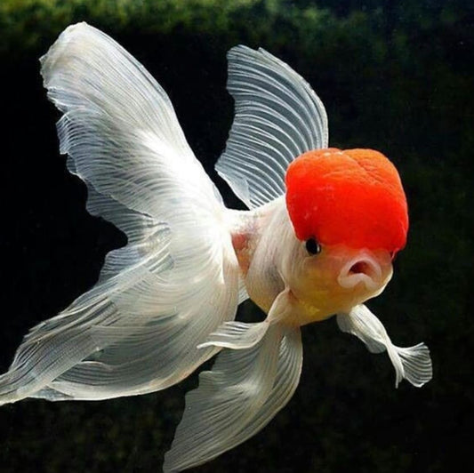 Oranda Gold Fish (Fire-Sale)