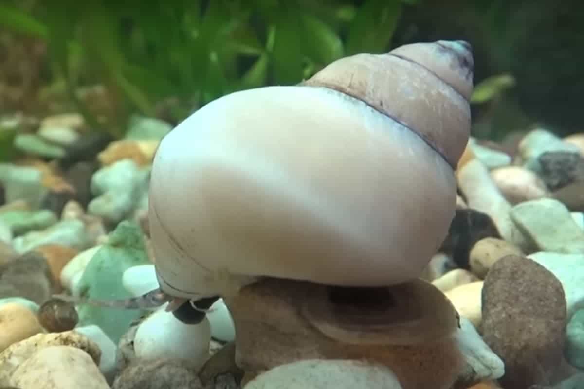 White wizards snails