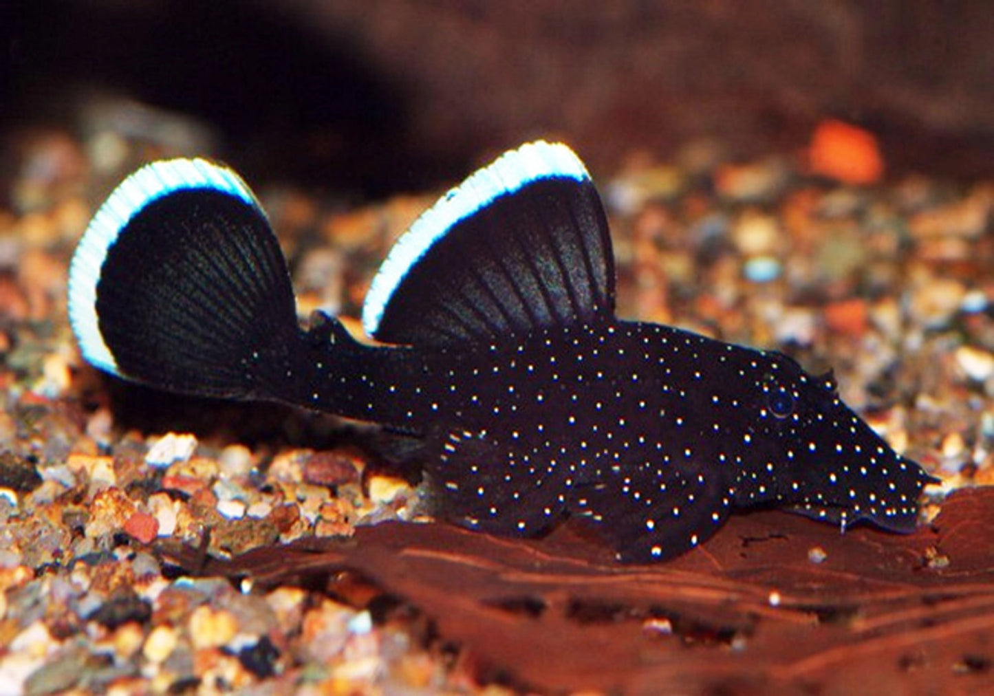 Starlight pleco