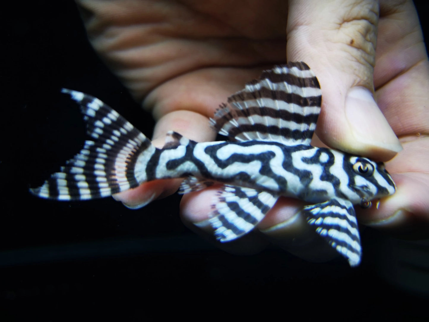 King tiger pleco