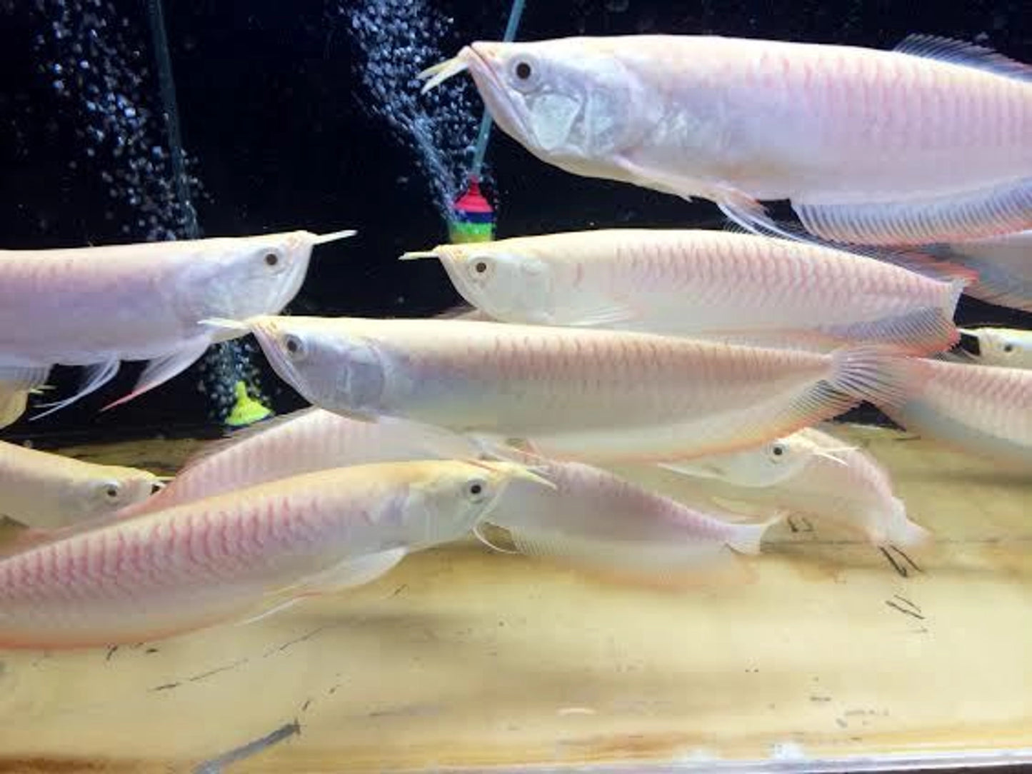 Albino arowana