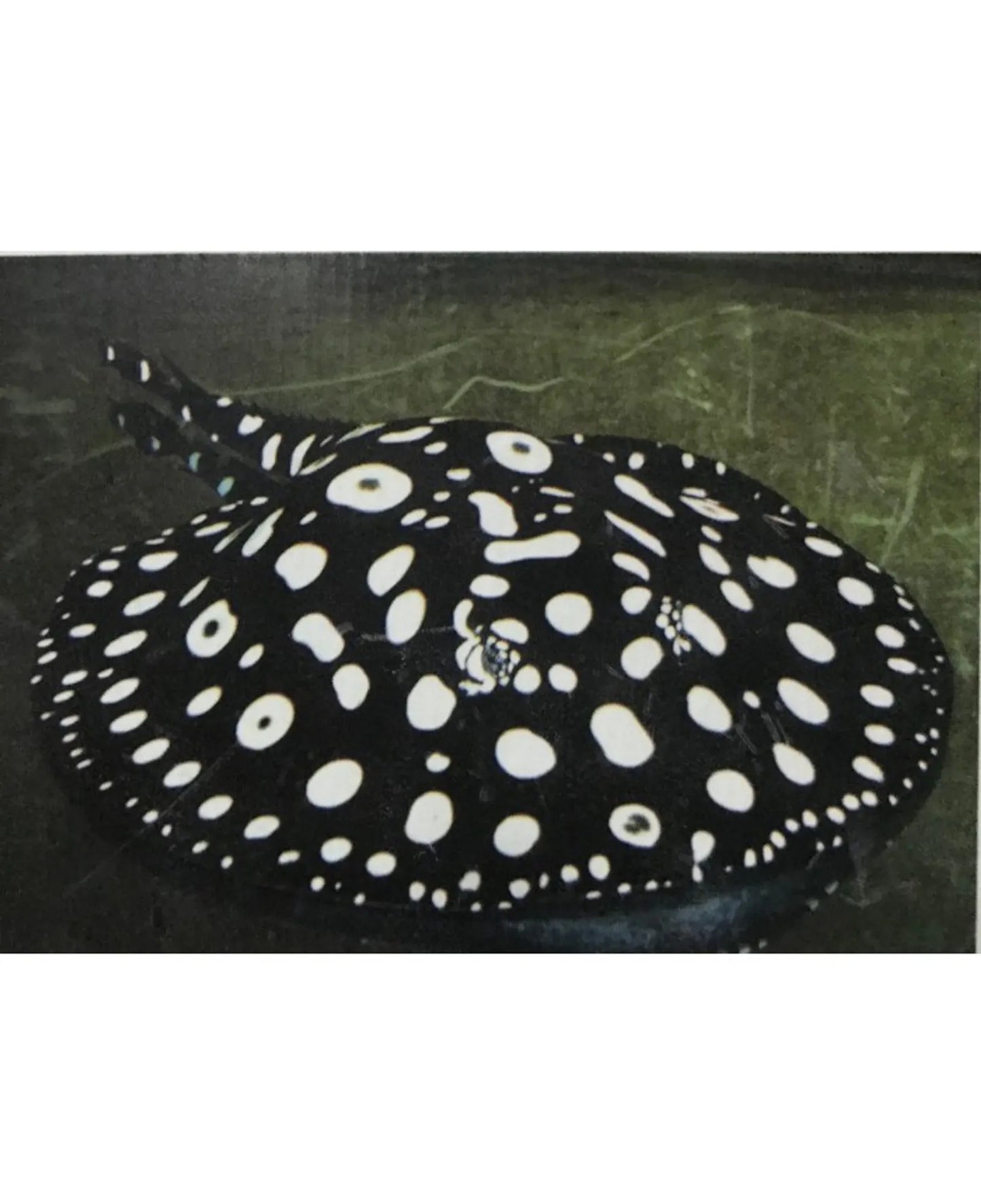 A Grade black diamond stingray