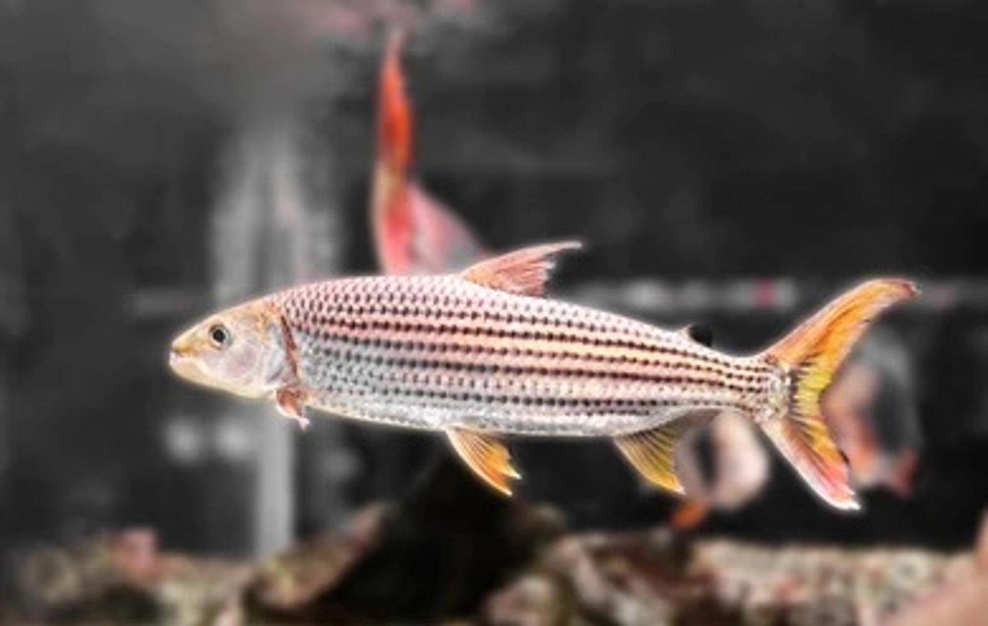 Goliath Tigerfish – RSB AQUATICS