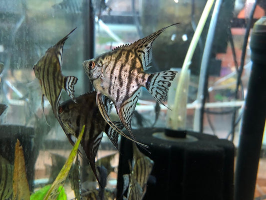 Zebra lace angels