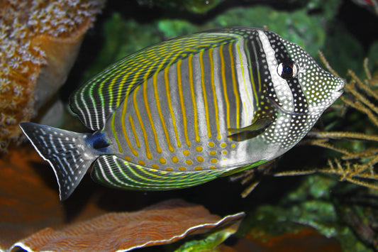 Desjardin sailfin tang