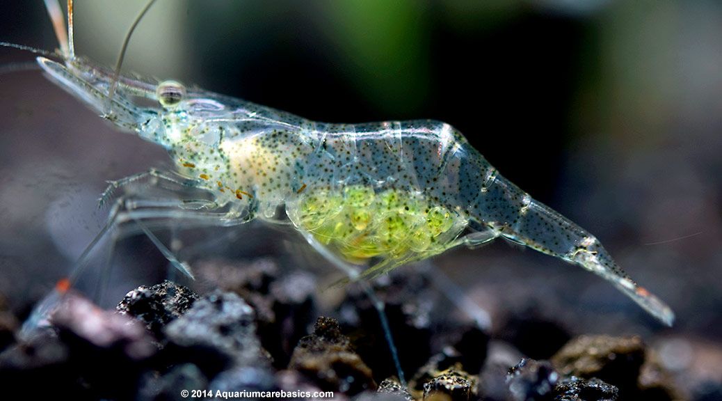 Ghost Shrimp