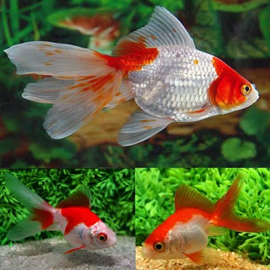 Fantail Goldfish oranda