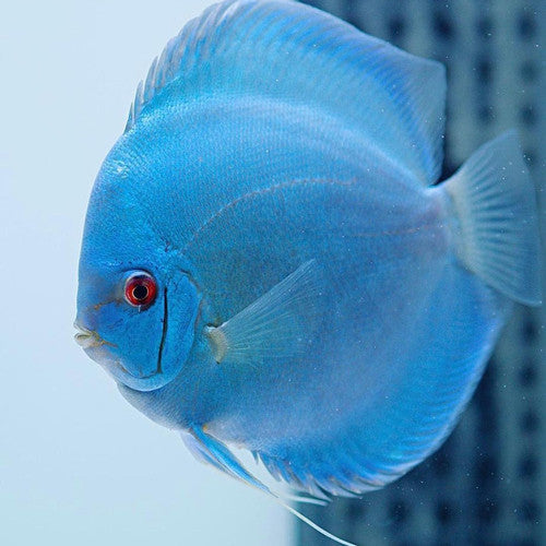 Stendker German Discus