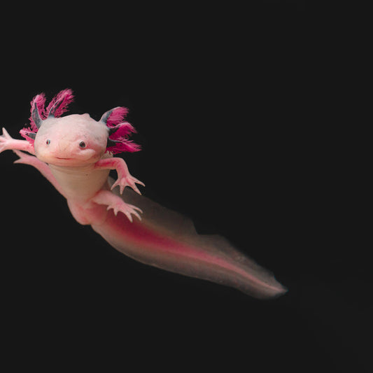 Lucy white axolotl