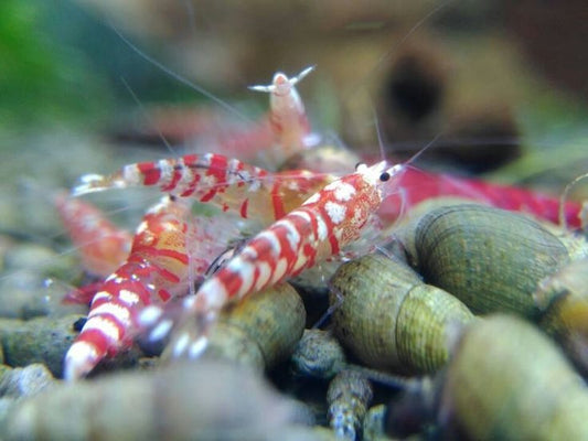 Red marble shrimp
