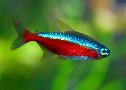 Cardinal tetra