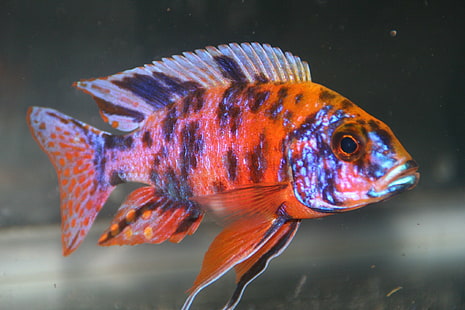 Red ob peacock Cichlid