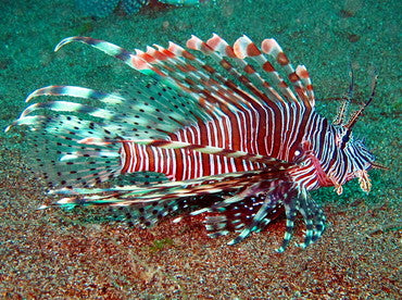 Common red Lionfish