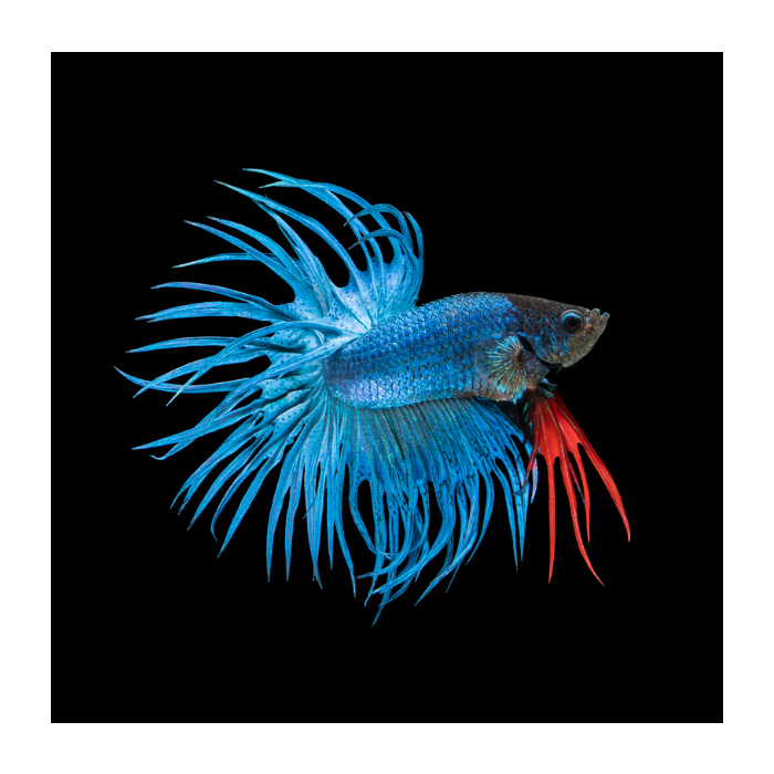 Assorted betta crowntail male