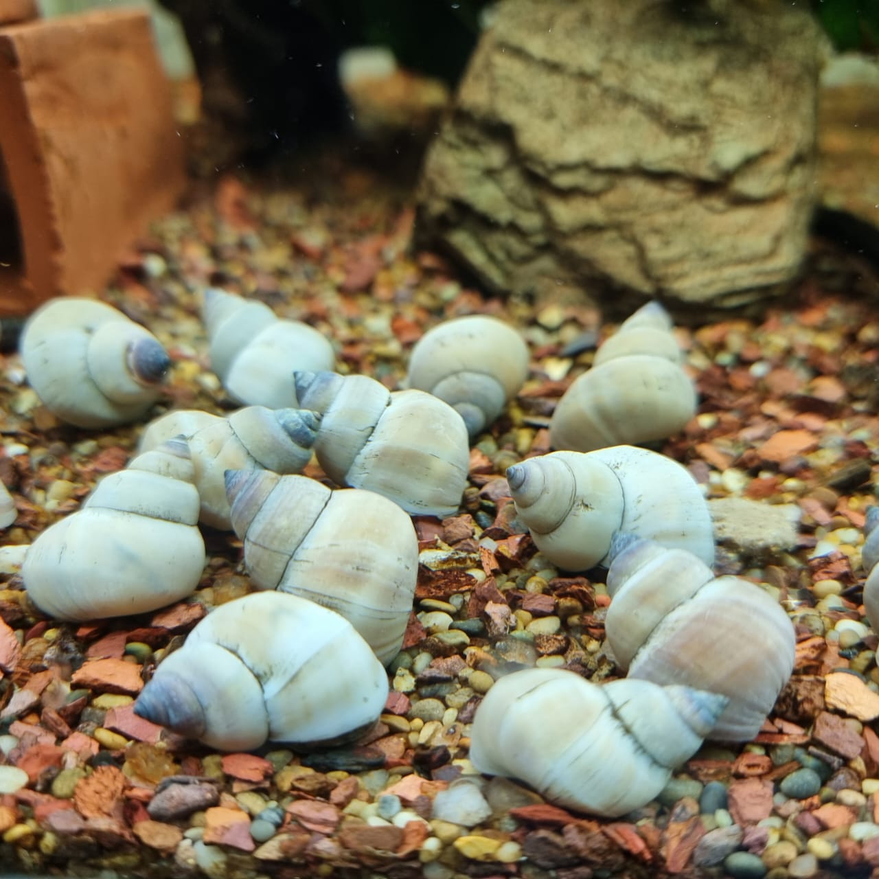 White wizards snails