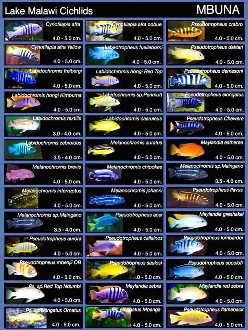 Mbuna cichlid large Mix