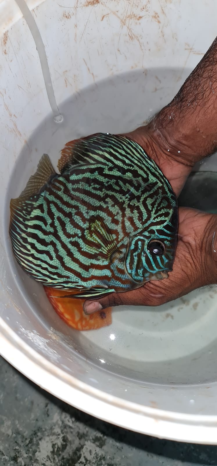 Stendker German Discus – RSB Aquatics