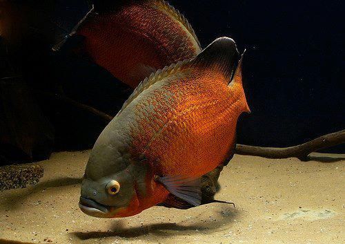 Oscar Fish (large 30 cm+)
