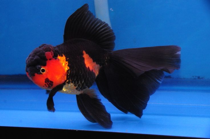 Oranda lionhead Goldfish