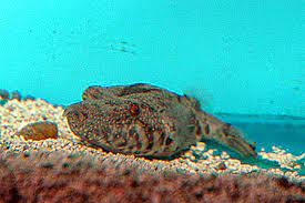 Arrowhead Puffer