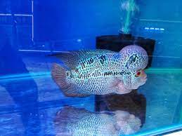 A grade  flowerhorn