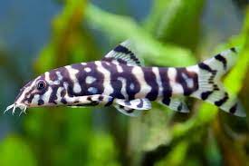 Polka dot loach