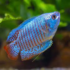 Gourami Assorted