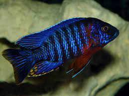 Red shoulder peacock cichlid