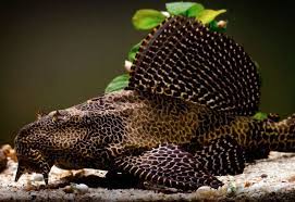 Sailfin Pleco