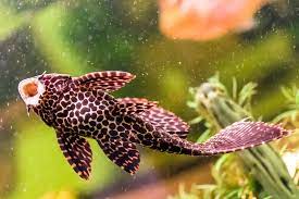 Sailfin Pleco