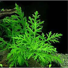 Hygrophila Difformis (wisteria)