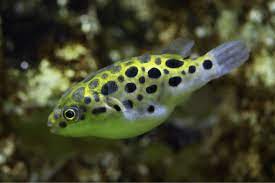 Green spotted puffer fish