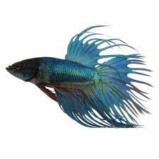 Assorted betta crowntail male