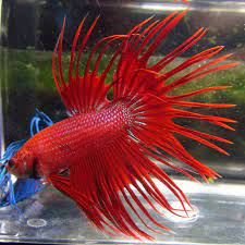 Assorted betta crowntail male