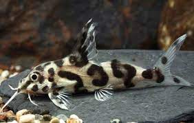 Hybrid Synodontis catfish