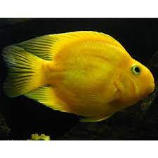 Parrot yellow fish