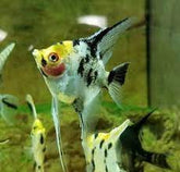 Angel fish – RSB AQUATICS