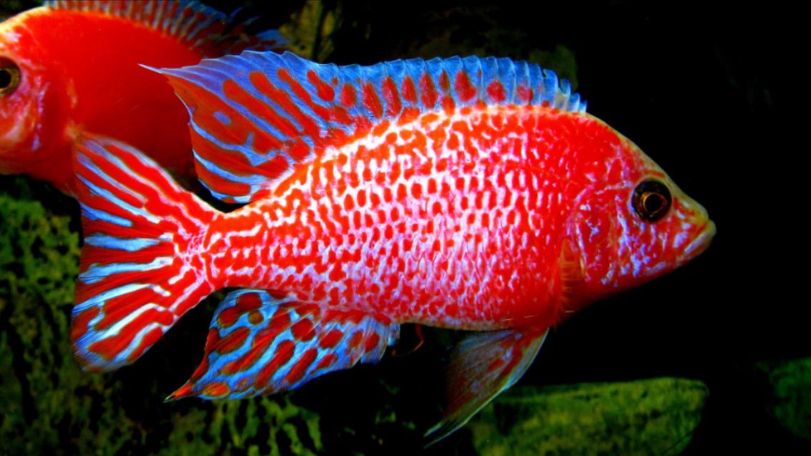 Dragon red malawi