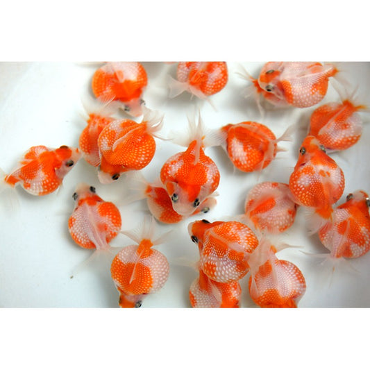 Pearlscale goldfish