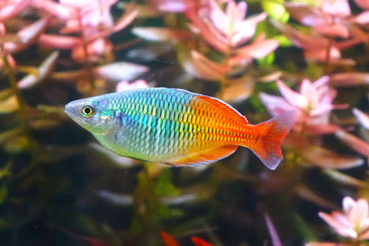Bosemani rainbow fish (males)