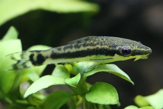 Ottocinclus