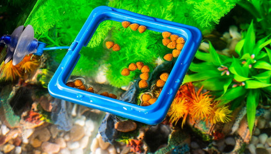 Fish Feeding Ring