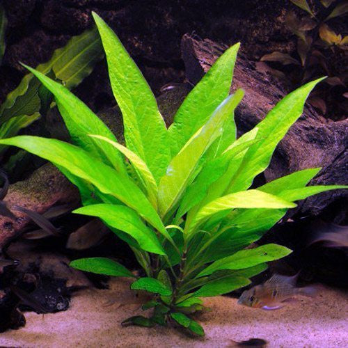 Hygrophila corymbosa stricta