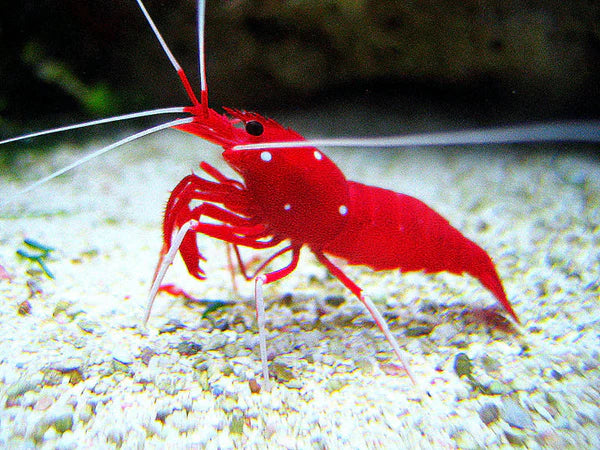 Fire cleaner shrimp
