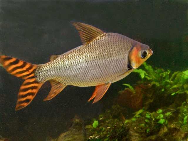 Red Flagtail