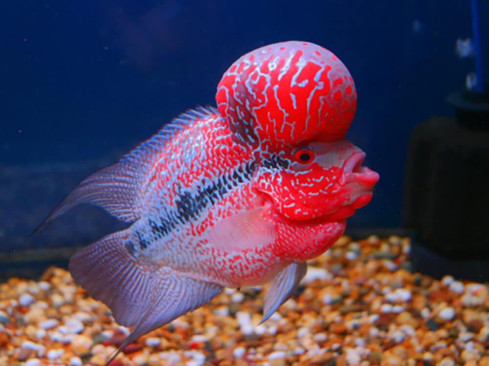 Red dragon flowerhorn