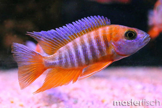 Freiberg Peacock Cichlid